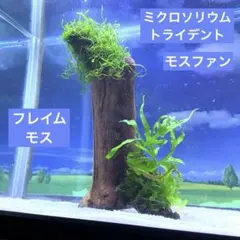 2026年最新】ミクロソリウムトライデントの人気アイテム - メルカリ