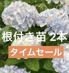 【タイムセール】紫陽花 あじさい 白 挿木苗 2本（根付き・抜き苗）のサムネイル