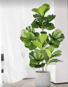 山野草、ラン科植物、着生植物 [ ベニカヤラン ] 焼き板着け - メルカリ