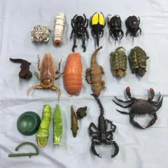 インドネシア産タガメ 立体標本 インドネシア産タガメ 立体標本