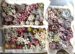 多肉植物　エケベリア多め カット苗抜き苗詰め合わせセット