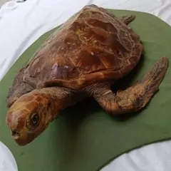 アオウミガメ剥製のサムネイル