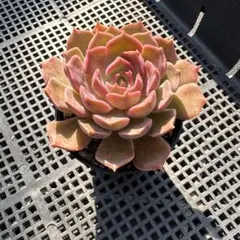 pinky様 リクエスト 2点 まとめ商品