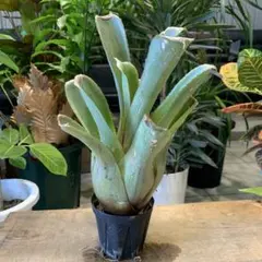 H. catingae clone #2, ホヘンベルギア　カティンガエ H. catingae clone #2, ホヘンベルギア カティンガエ - メルカリ