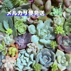 2026年最新】多肉植物 カット苗 詰め合わせの人気アイテム - メルカリ