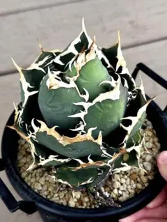 親株出品 アガベ チタノタ オテロイ 子株付き 抜き苗 アガベ チタノタ オテロイ 