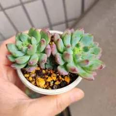 ❣️花火❣️現品 エケベリア 寄せ植え 多肉弁当 多肉植物 - メルカリ