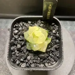 2025年最新】錦やの人気アイテム - メルカリ