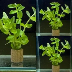 rocca様 リクエスト 2点 まとめ商品