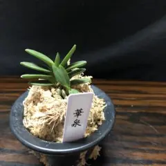 [祝^_^評価6000突破お値打ち品♫]富貴蘭　日蓮(天然豆葉の縞)1本子付き 風蘭 富貴蘭 豆葉 「華泉」3 - メルカリ