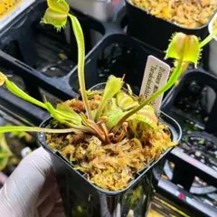 食虫植物ハエトリソウ biohazard 1 CK - メルカリ