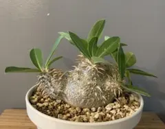 今日だけセール　タッキー　大株　実生　パキポディウム パキポディウム タッキー大黒×タッキー | hanayoshi-botanical