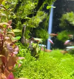 J様 リクエスト 3点 まとめ商品 ネコポス発送！