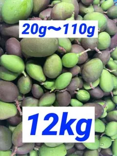 摘果マンゴー　約14kg Big mango 摘果マンゴー14kg - メルカリ