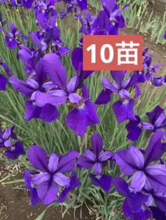 期間限定出品 小型の青いアヤメ 抜き苗（土・ポットなし） 10芽 来年