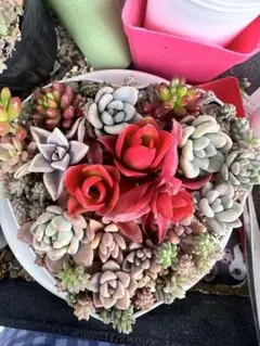 2026年最新】多肉弁当の人気アイテム - メルカリ