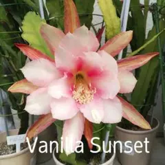 孔雀サボテン 「Vanilla Sunset」のサムネイル