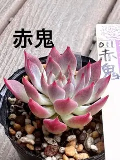 青鬼 おらいさん苗 ミックスベリア - メルカリ