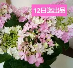 アジサイ 超美しい限定品種 新品種 桜のころ希少紫陽花 大苗 - メルカリ