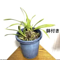 キンリョウヘン原種 常磐錦2鉢セット2 - メルカリ