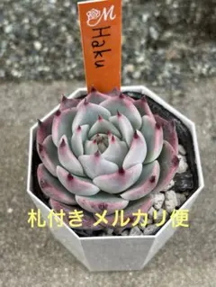 2026年最新】miya苗の人気アイテム - メルカリ