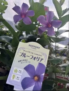 希少 サンパラソル ブルーフォリア 開花株 紫ブルー系 サントリ 1大株のサムネイル