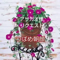 アサガオ様 リクエスト 3点 まとめ商品