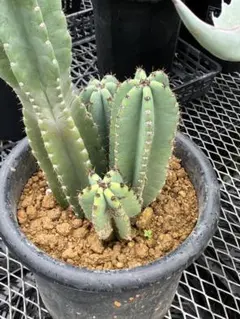 鬼面角　柱サボテン 4本立ち 鉢植え　樹形良！のサムネイル