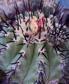 2025年最新】黒王丸 種子の人気アイテム - メルカリ