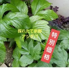 採れたて新鮮 アシタバのサムネイル