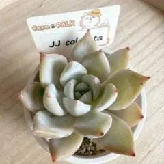 2026年最新】ファームパルクさん苗の人気アイテム - メルカリ