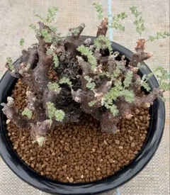 2026年最新】ペラルゴニウム アルテルナンスの人気アイテム - メルカリ