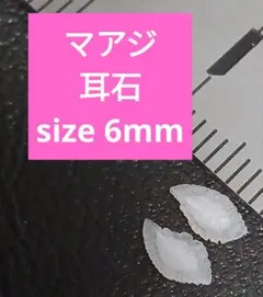 マアジ 耳石 お守りパワーストーン天然石宝石開運受験生物学 F74