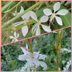 種　ガウラ　４０粒　白