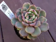 2025年最新】優木園の人気アイテム - メルカリ