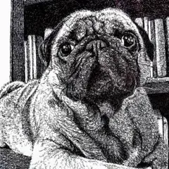 ボールペン画 パグ143【ドローイング 原画 絵画 イラスト 犬の絵