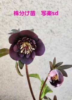 ちぃ⭐︎Qクリスマスローズ　2024年発芽　交配苗　ネコポス ちぃ⭐︎様専用Qクリスマスローズ 2024年発芽 交配苗 ネコポス