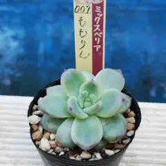 2025年最新】ミックスベリア 円の人気アイテム - メルカリ