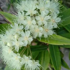 ネムノキ③ねむの木 白花 合歓木 ゴウカンボク 眠りの木 - メルカリ