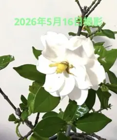 クチナシ　ポット付のサムネイル