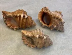 貝殻セット 中サイズ 3個
