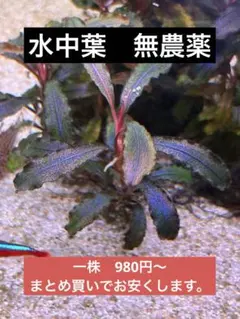 ブセファランドラ ブラウニーゴースト2011-2012ナカモト1株