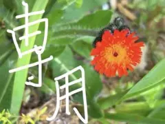 20苗・コウリンタンポポ ・抜き苗のサムネイル