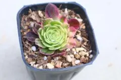多肉植物緑カシミヤの法師古株18頭 その他多肉植物