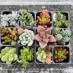 2026年最新】多肉 苗 セットの人気アイテム - メルカリ