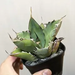 2025年最新】黒鯨 アガベの人気アイテム - メルカリ