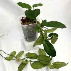 hoya ホヤ グロブローサ 5号 吊り鉢 - メルカリ