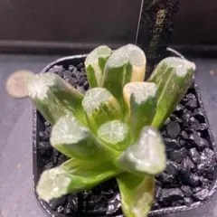 万象錦  美品 Yahoo!オークション -「ハオルチア 万象 錦」(花、園芸) の落札相場