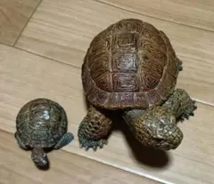 リクガメ フィギュア 親子セット リアル