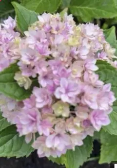 たんぽぽ❤️プロフ必読様 リクエスト 2点 まとめ商品